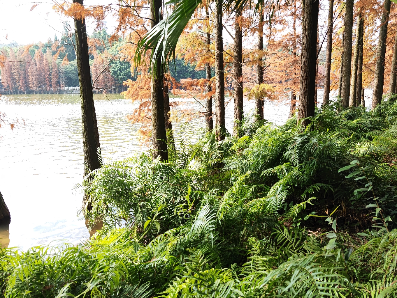 三水森林公園