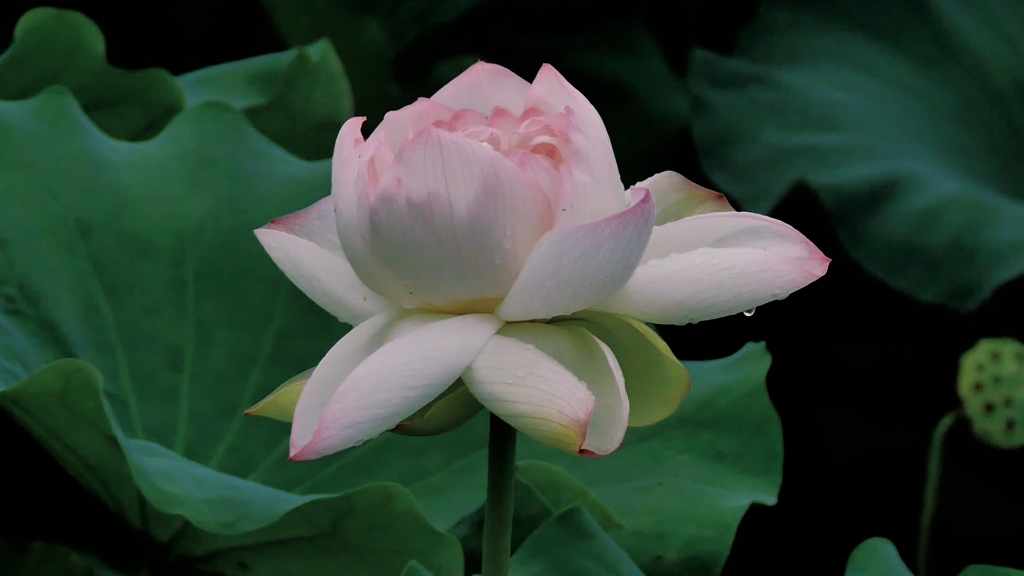 夏日荷花,主打一个佛系