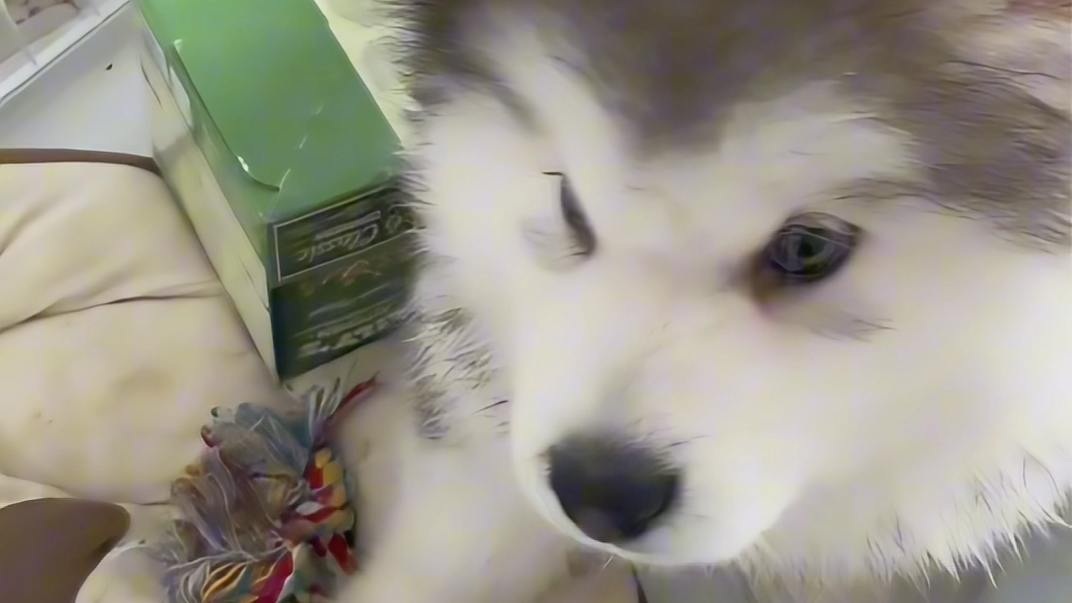 不能对狗狗竖中指了