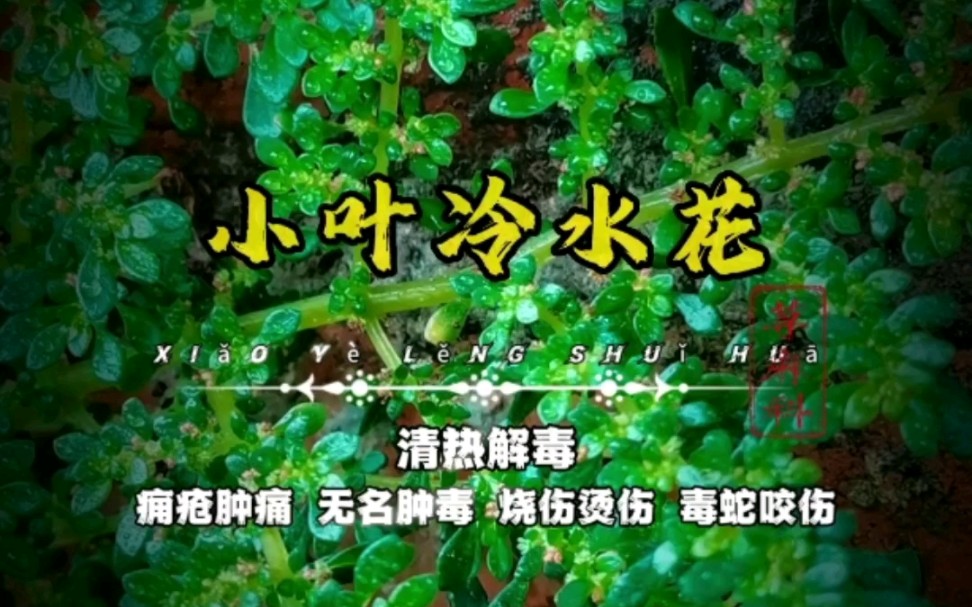 中草药【小叶冷水花】又名【透明草】哔哩哔哩bilibili