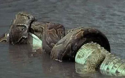 【纪录片/cctv】蟒鳄之战