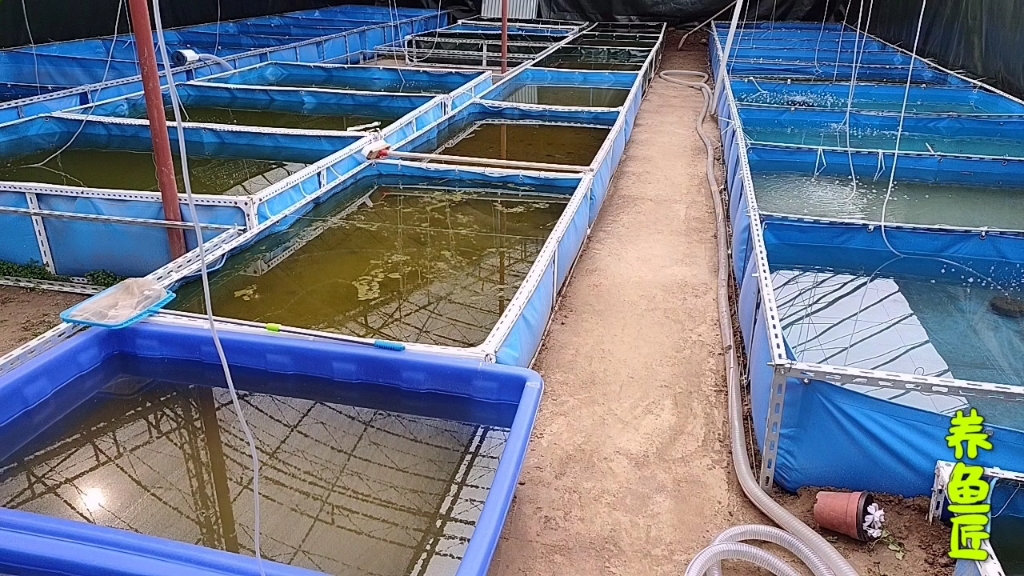 佛系养鱼就是顺应节气,不催长不催产不提前上市,全