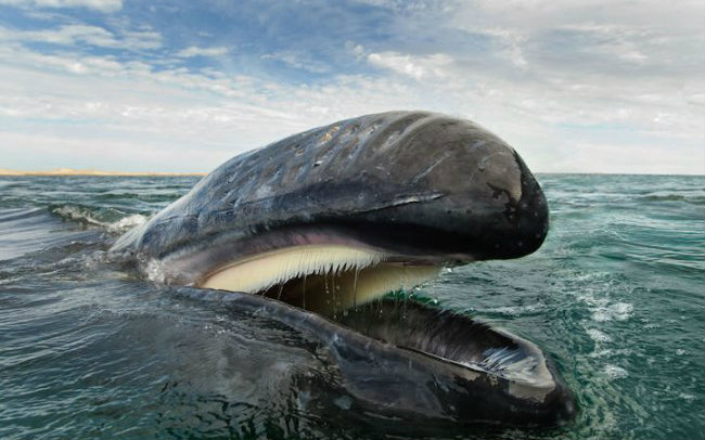 灰鲸迁徙之路.(生肉)