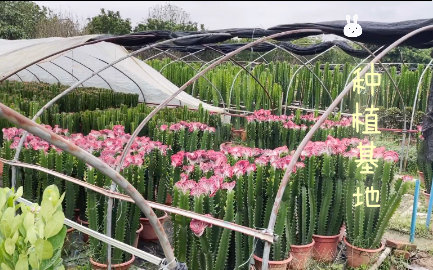 广州·花卉盆景种植基地参观