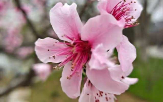 [图]唐寅的诗《桃花庵歌》传递潇洒超然的心境 写出愤世嫉俗的风骨