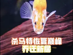 Download Video: 变异鳜鱼杀马特重回巅峰，乔迁新居，承诺的单间必须安排到位！