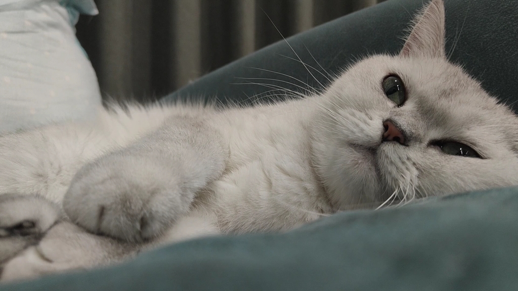 只是小猫在陪你睡觉