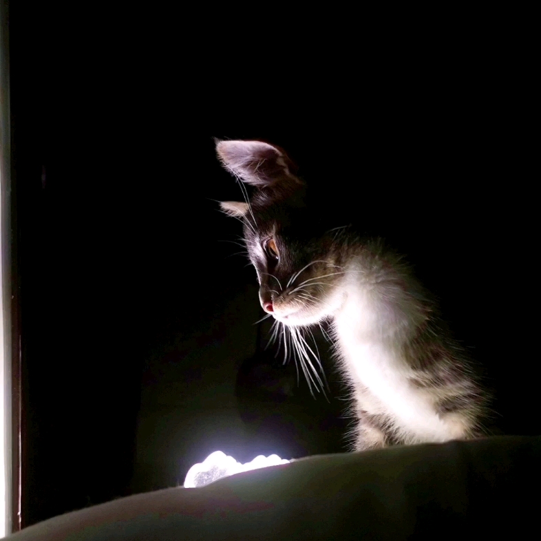 【萌宠端午】灯光下的猫猫,会发光的猫猫,像神明一样的猫猫