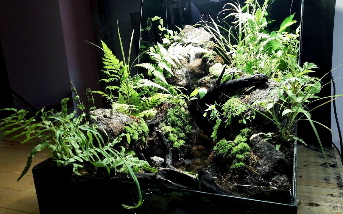 浅水长流小型水陆缸制作