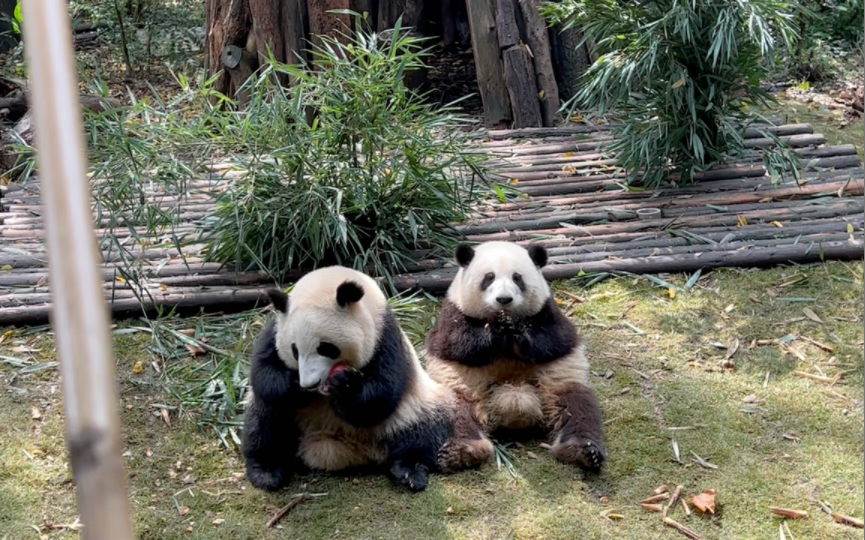 花叶今天近十分钟的钓猫(大熊猫和花和叶)_哔哩哔哩_bilibili