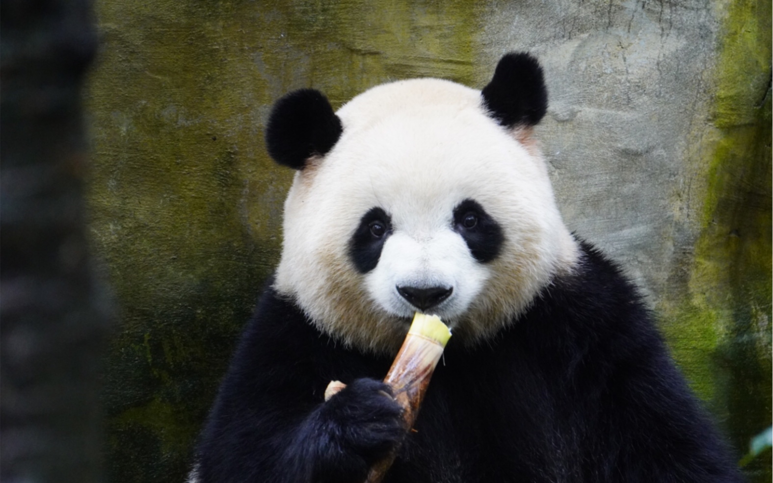 【大熊猫梅兰肉肉】肉总魔性吃播让人陶醉