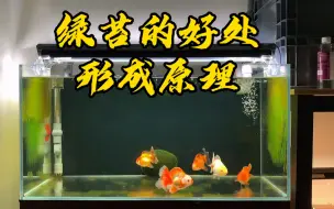 Download Video: 鱼缸绿苔的好处，形成原理，和爆藻过程中的一些现象及处理方法