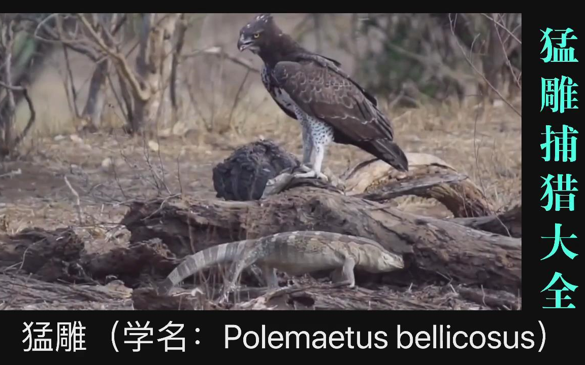 猛雕捕猎大全,记录猛雕捕猎各类动物并啄食的精彩画面.哔哩哔哩bilibili