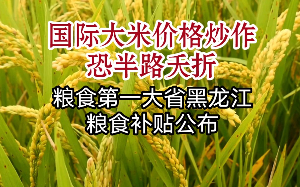 国际大米价格炒作恐半路夭折,粮食第一大省黑龙江粮食补贴公布哔哩哔哩bilibili