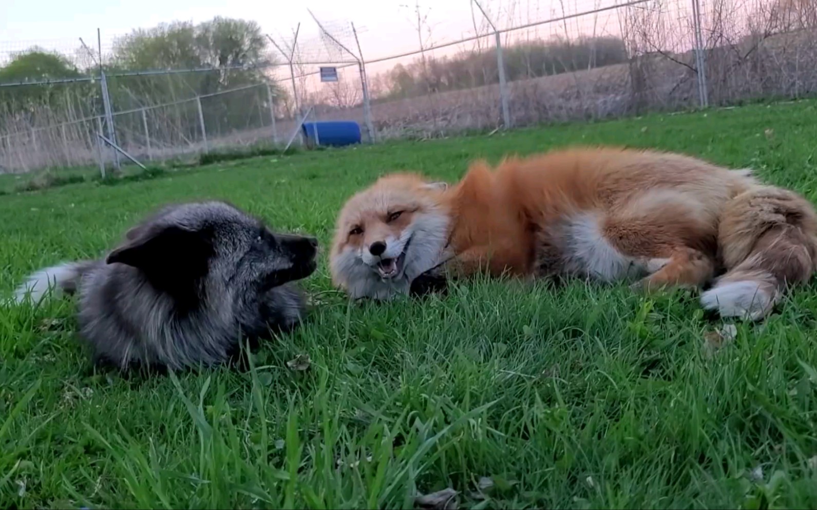 小狐狸想要被追1080p