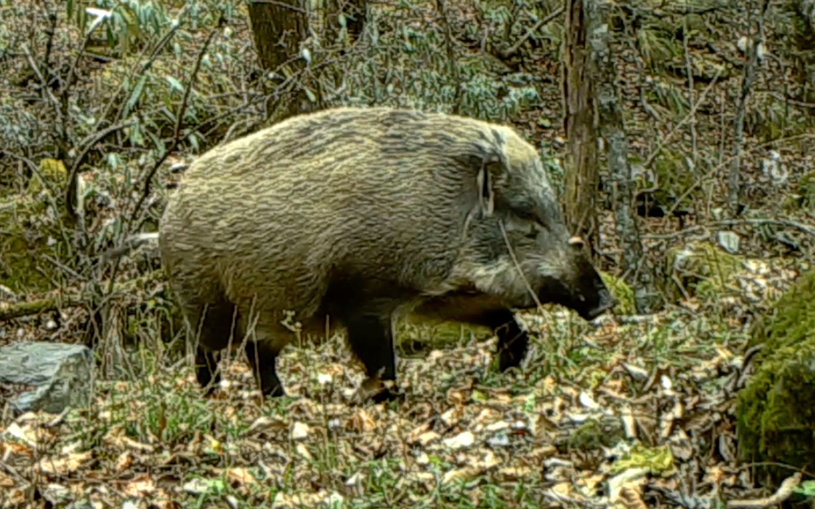 荒野印象-野猪-神农架-湖北-20220424_哔哩哔哩_bilibili