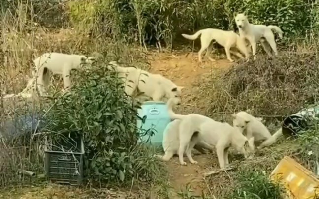 持续寻找江浙系田园犬做种公种母,现在江浙系田园犬民间还残留一些残余个体,已经延续不下去了,在江浙皖三地的朋友知道哪里有请务必告知,谢谢大家...