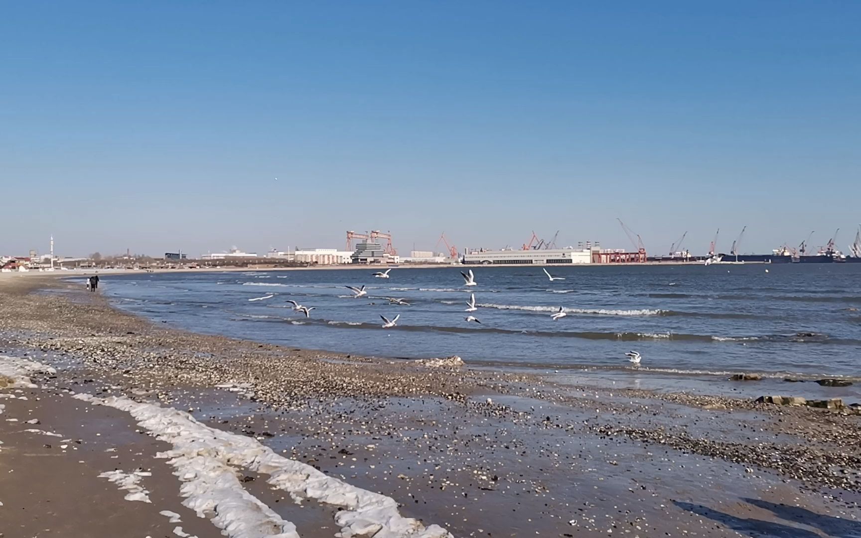 冬天 秦皇岛老龙头 海滩 海鸟1