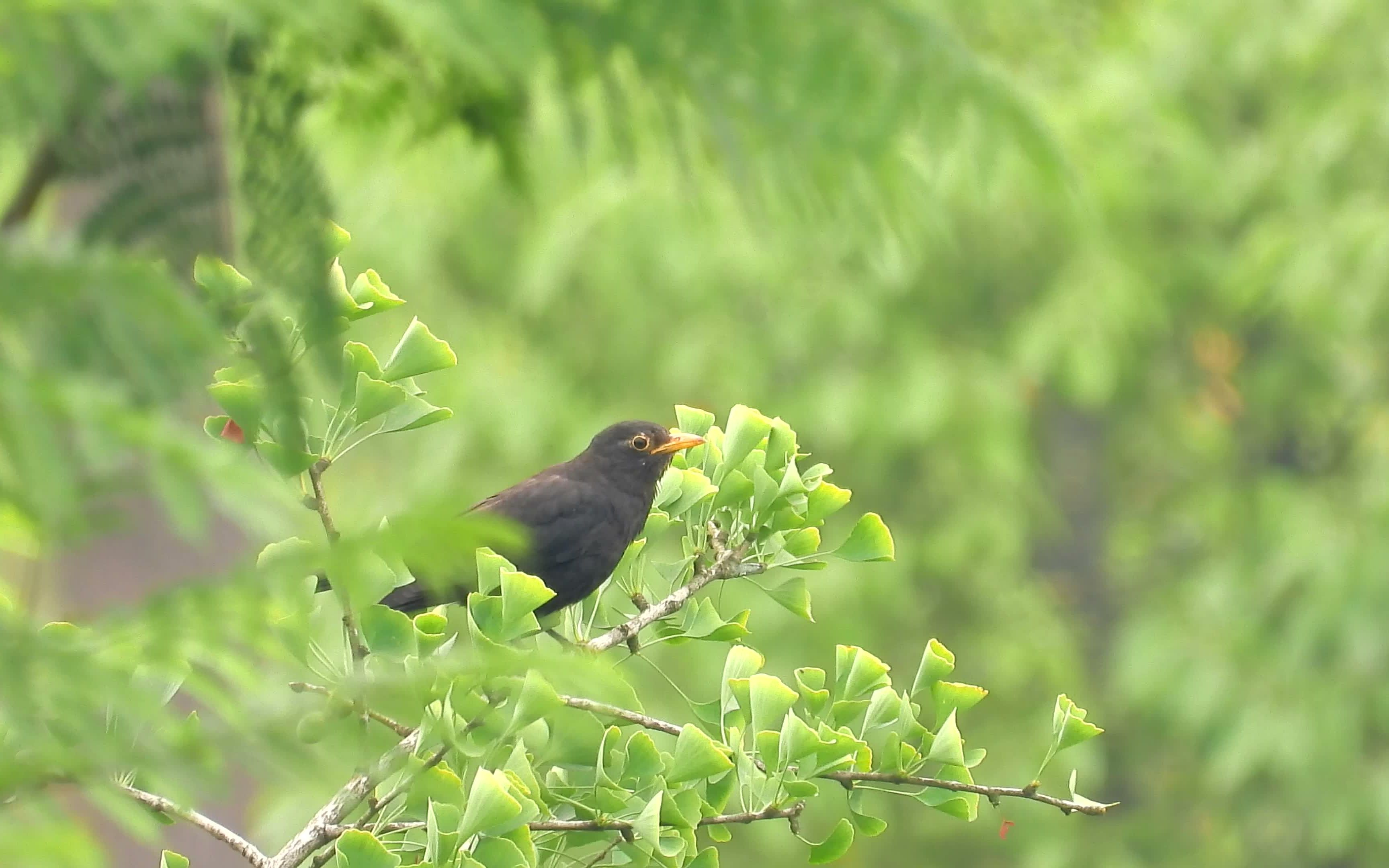 银杏树上的乌鸫鸟