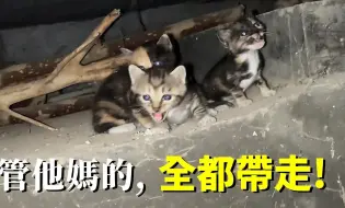 Download Video: 不就几只猫吗，多大个事！