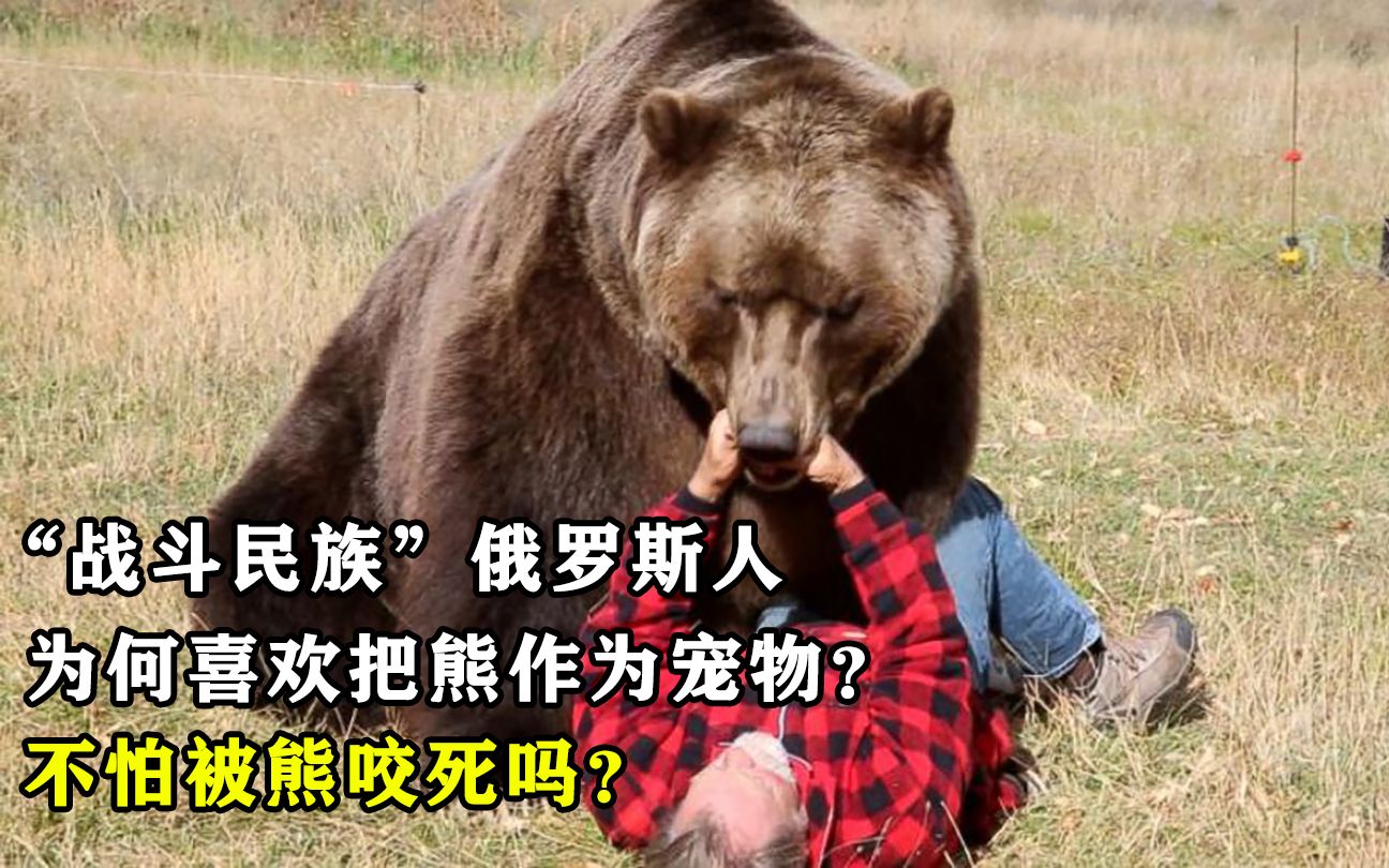战斗民族俄罗斯人,为何喜欢把熊作为宠物?不怕被熊咬死吗?