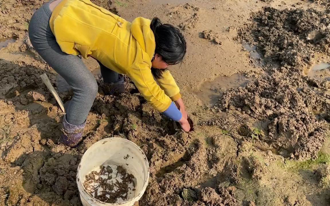 小秀去池塘挖泥鳅挖了半个小时的泥鳅看看收获怎么样