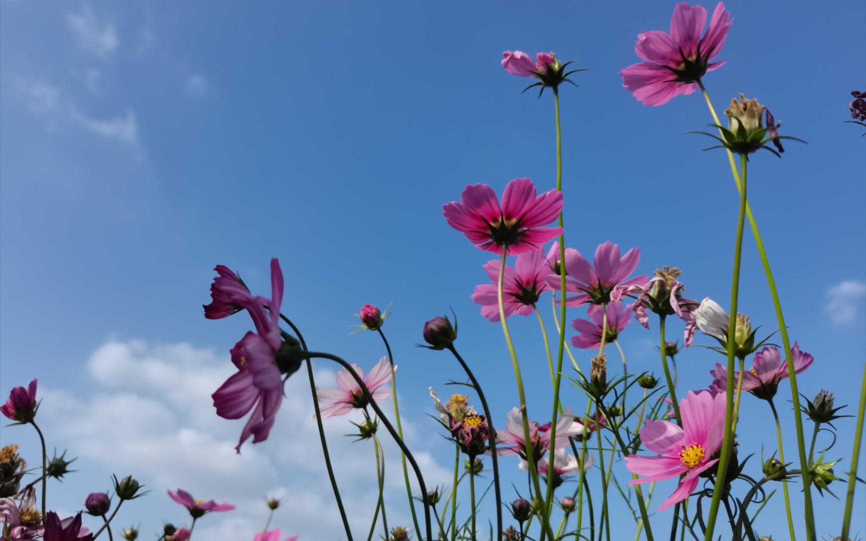 走进波斯菊花海