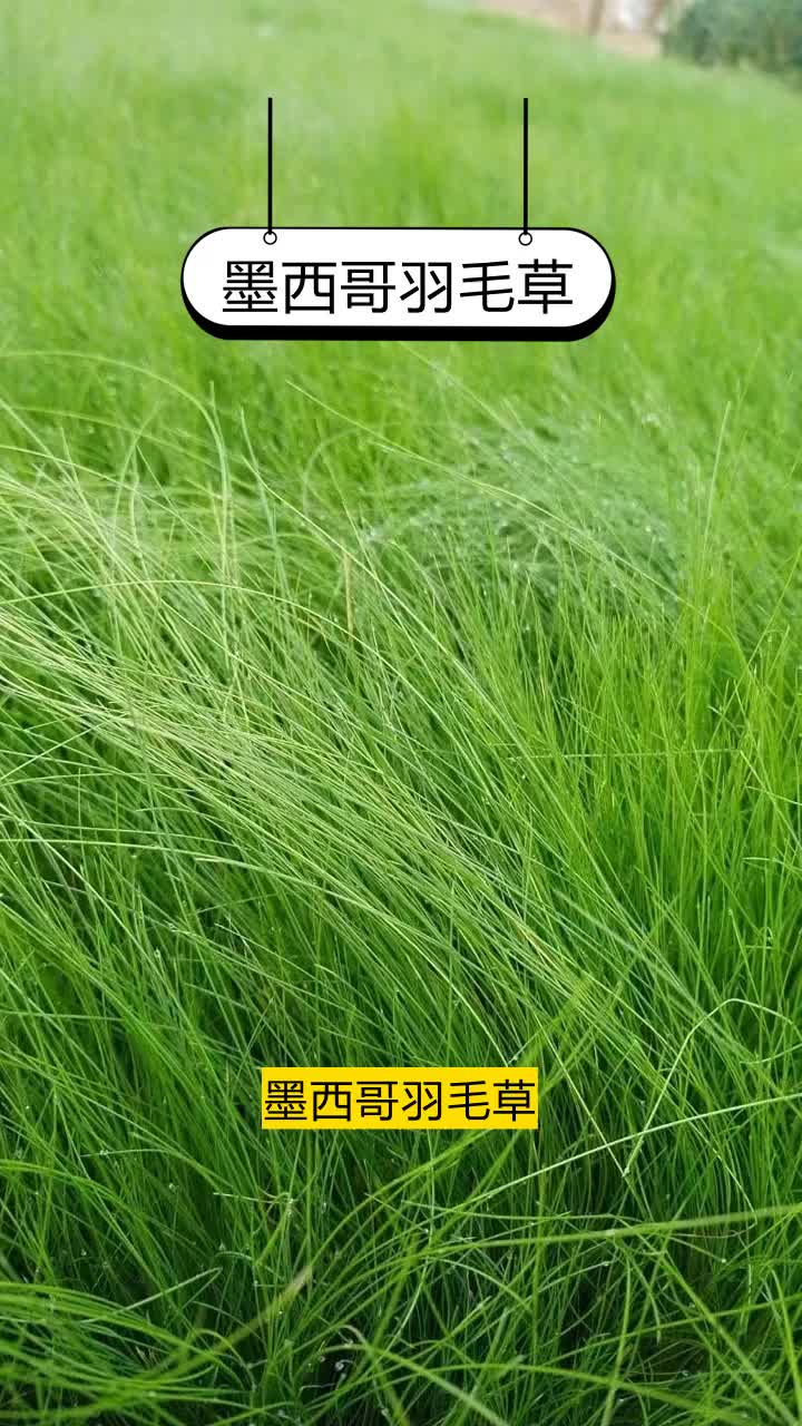 细叶针茅与细叶芒区别图片