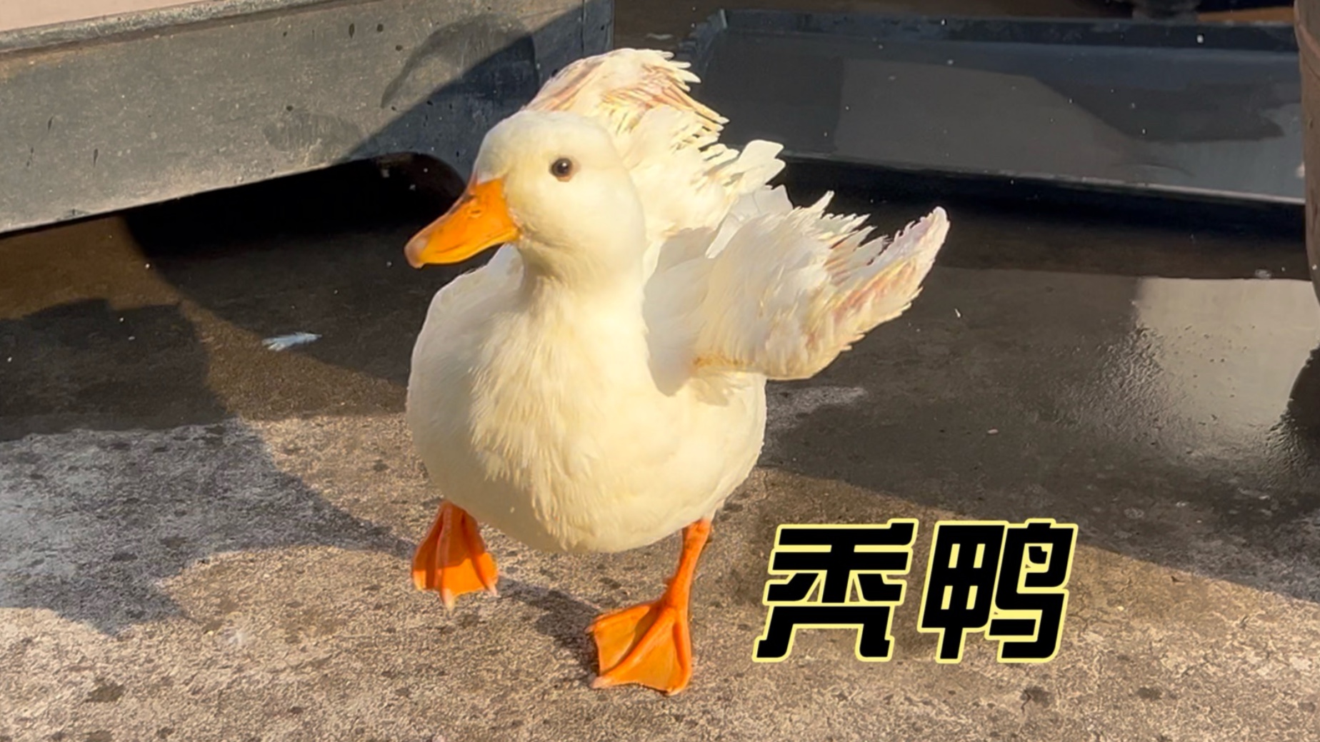 这鸭子就挺秃然的啊😂