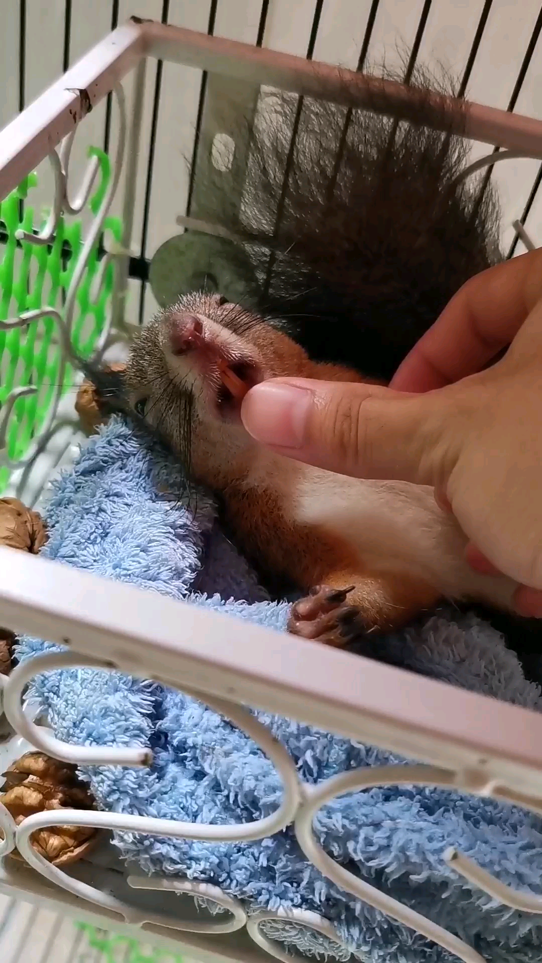 活动作品松鼠松鼠的牙齿指甲盖那么长