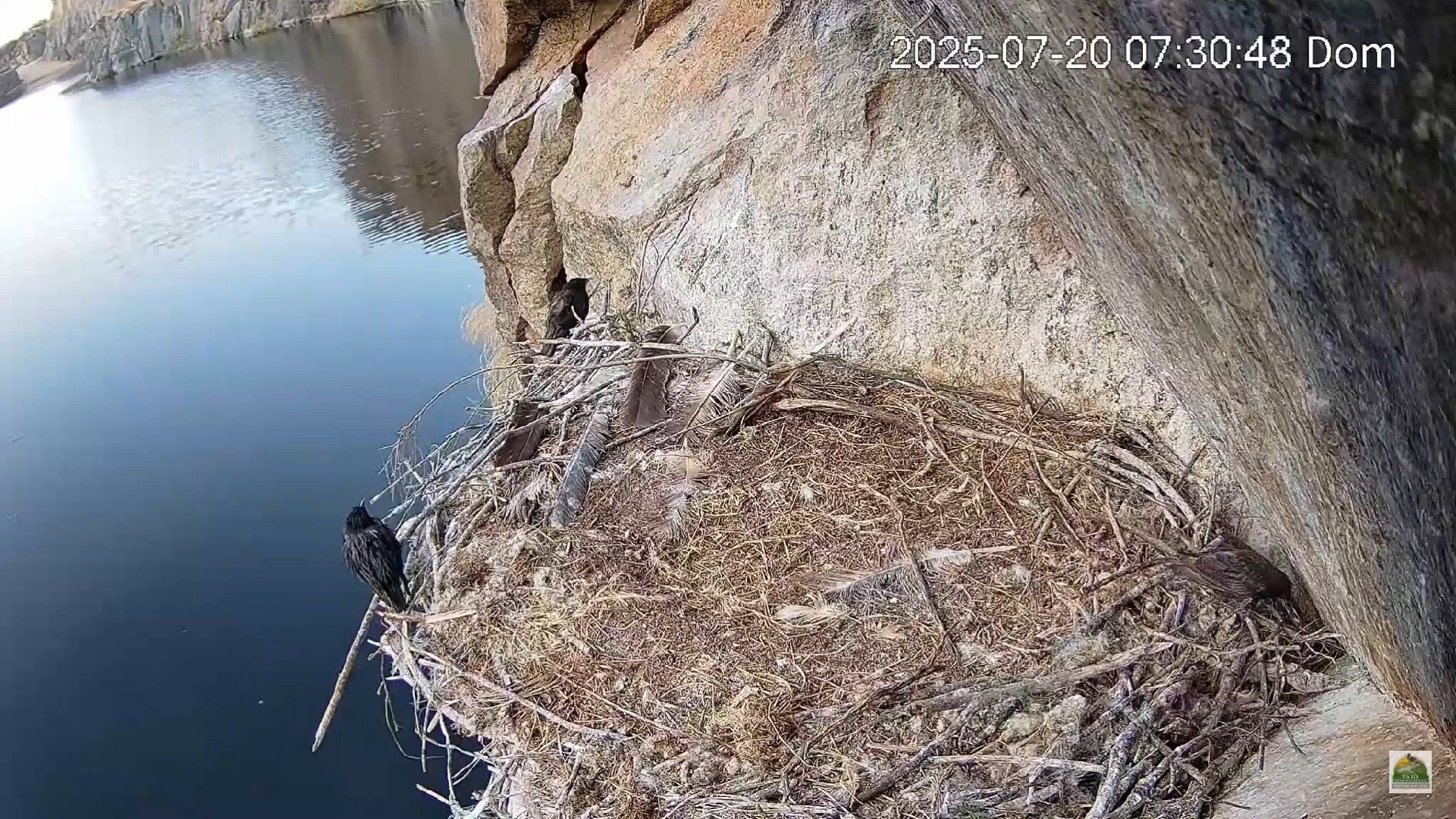 07-20早上七点多的纯色椋鸟和不知道什么麻雀