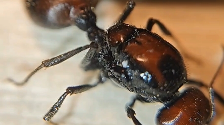 中毒濒死的肯尼亚收获蚁