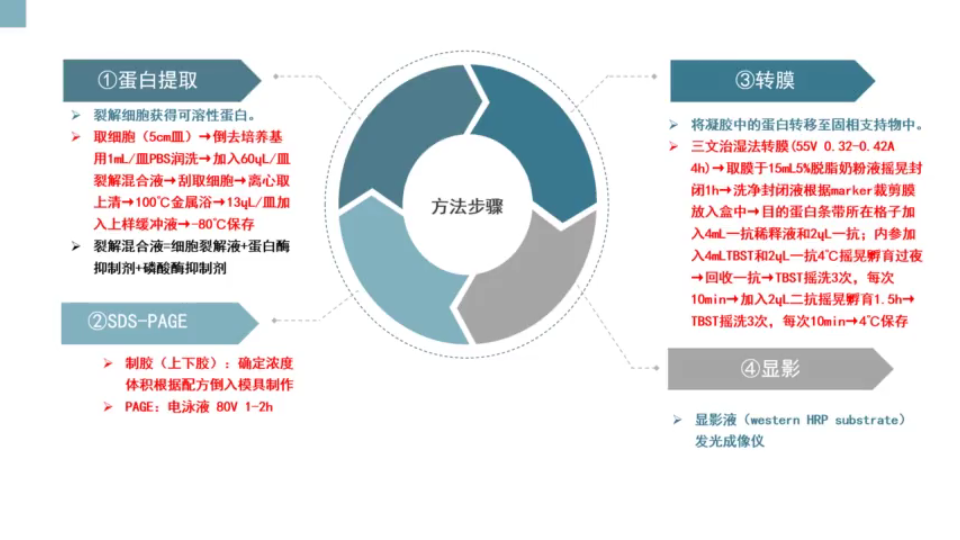 常用科研实验方法|蛋白质免疫印迹 WB|原理和步骤哔哩哔哩bilibili