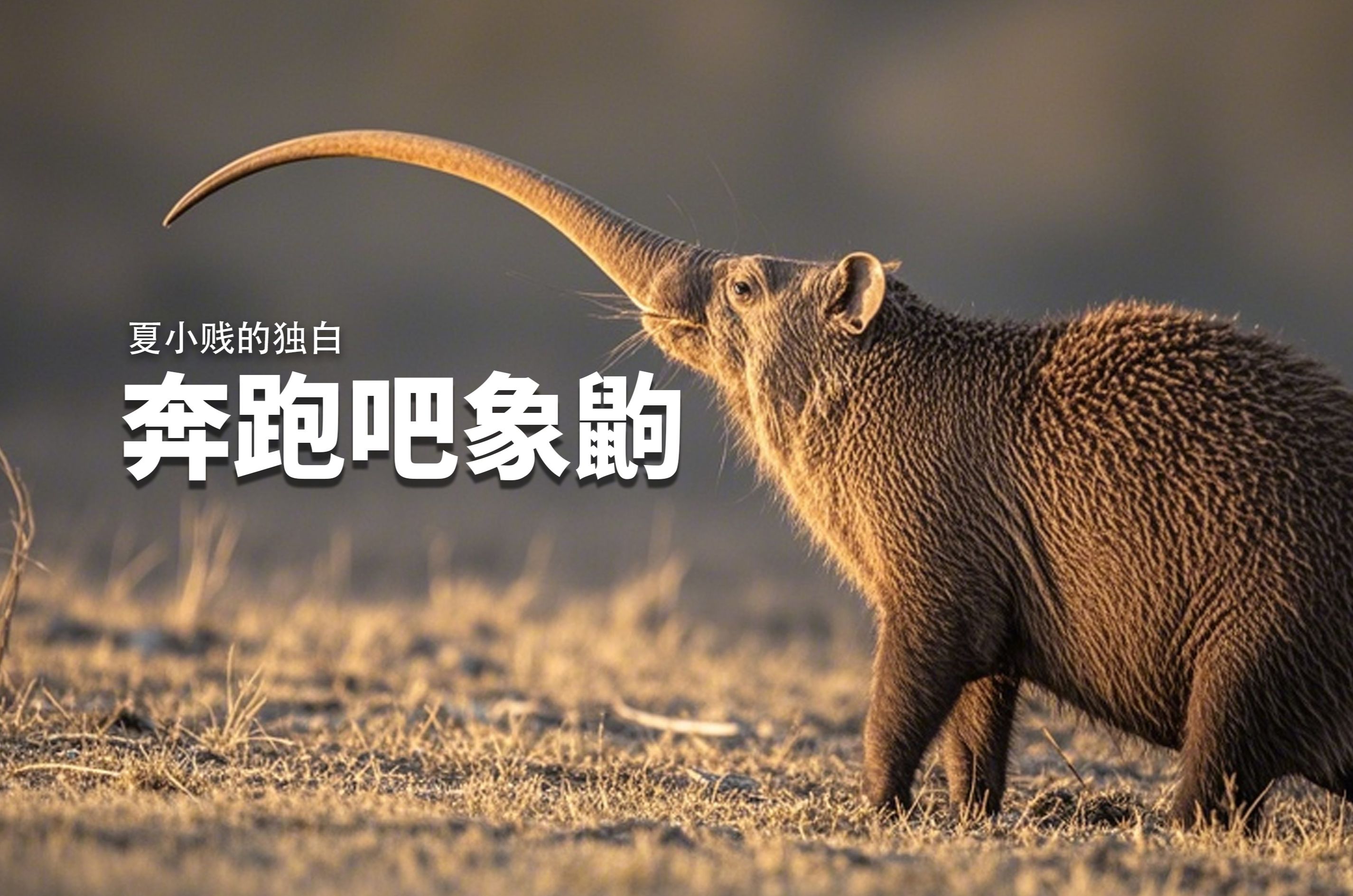 没有人能阻止象鼩奔跑,除非天降翔瑞!