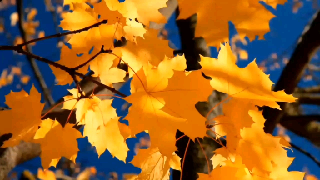 啊啊啊啊啊啊啊啊啊啊啊我爱死这段了 轩zone和羊仔的声音太配了啊啊