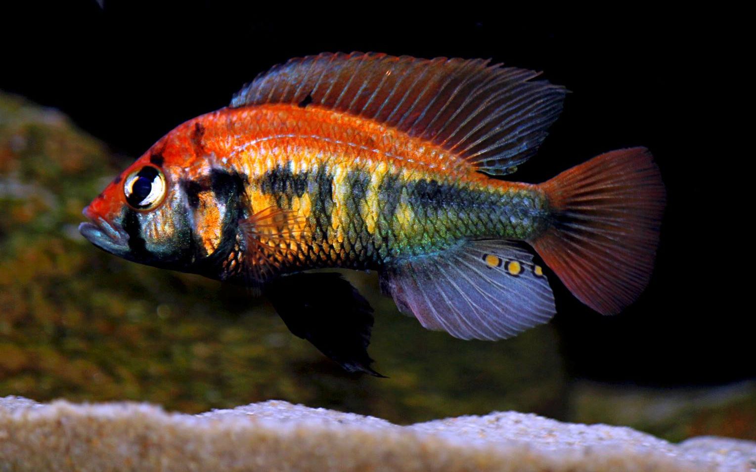 野生彩虹 | 维鲷三湖慈鲷热带鱼观赏用原生鱼_哔哩哔哩 (゜-゜)つロ