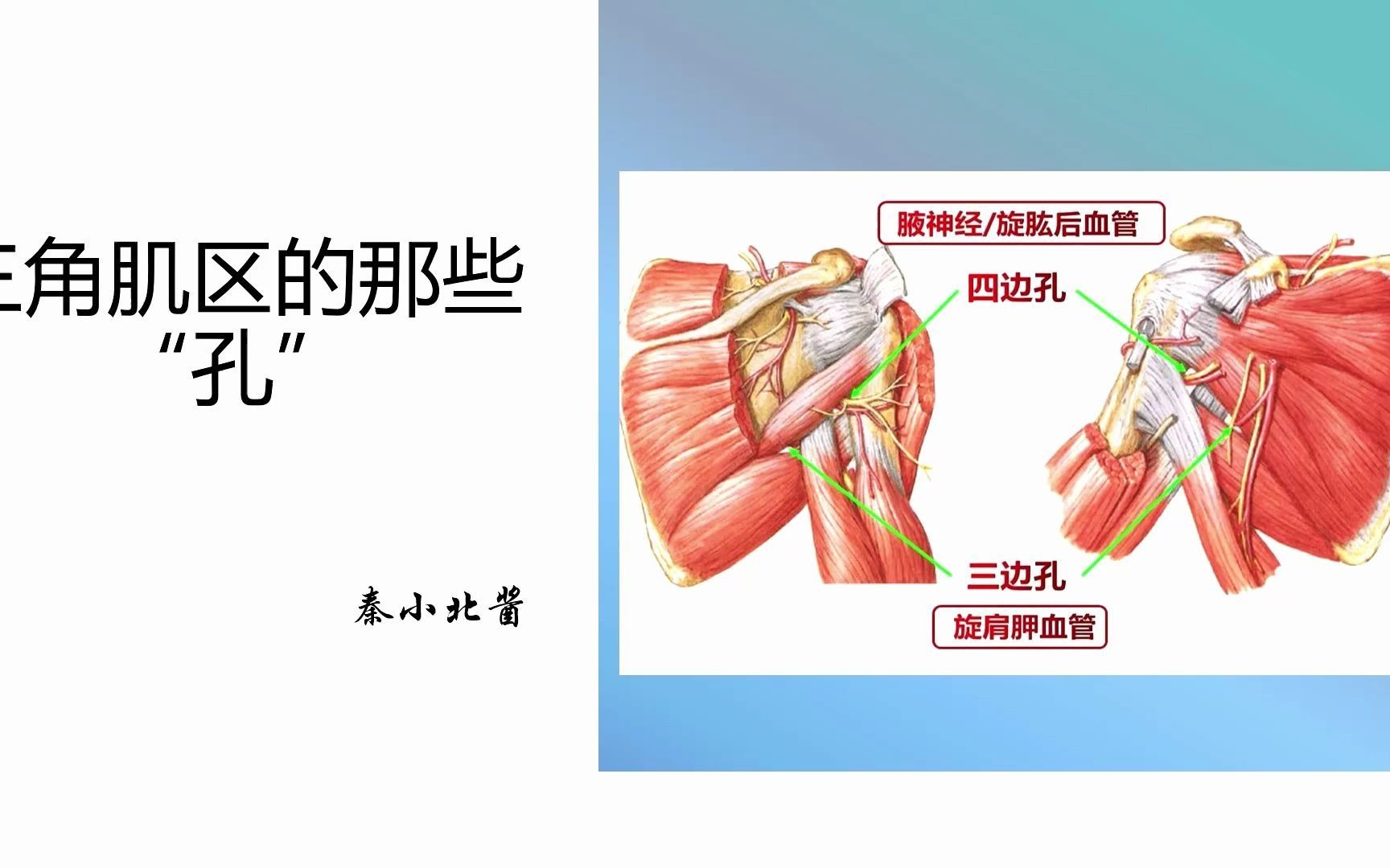 [图]【局部解剖学】5分钟学习一个“上肢”重难点