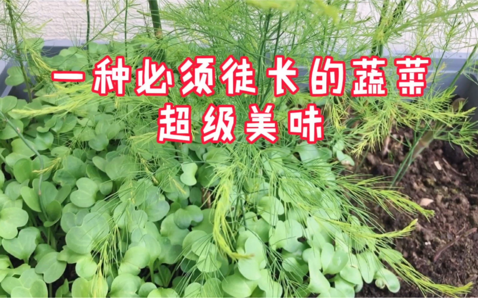 又吃芽菜,阳台种菜必种,没有阳光也能长,七天就能采收啦哔哩哔哩bilibili