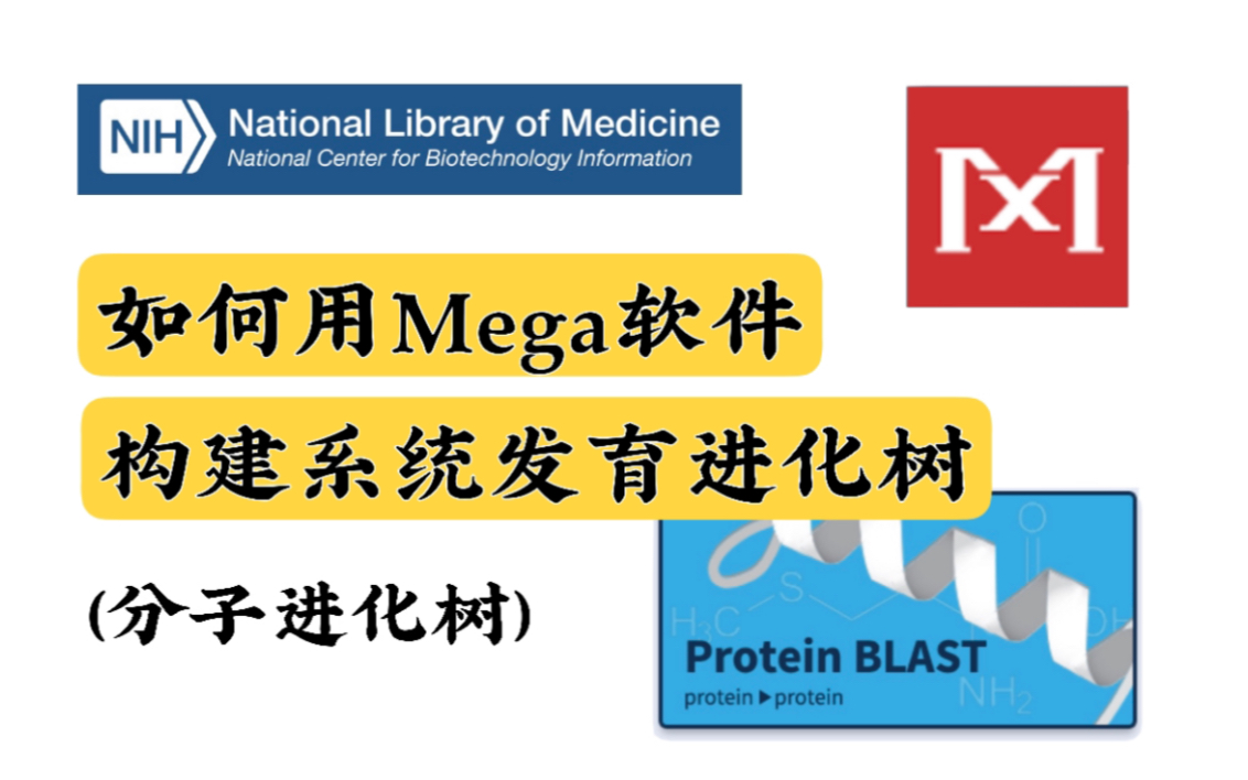 如何用mega软件构建系统发育进化树(分子进化树)哔哩哔哩bilibili