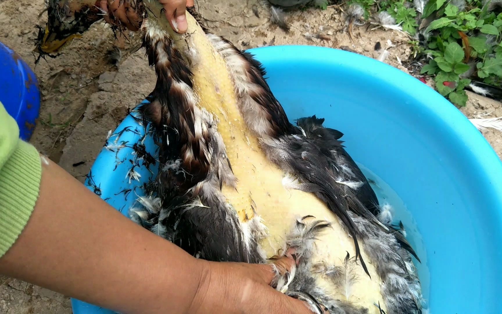 杀鸭前先做这一步,鸭毛比鸡毛还要好拔,简直就像脱衣服