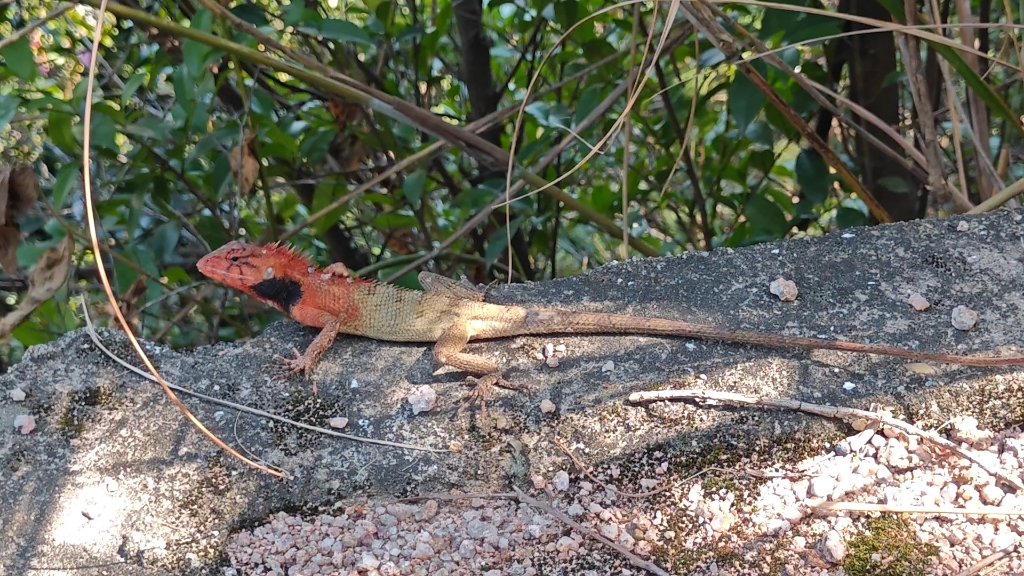 深圳南山公园遇到蜥蜴