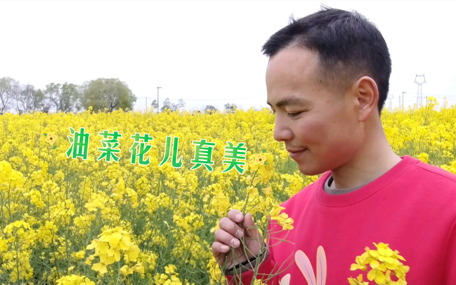 [图]油菜花儿开真美