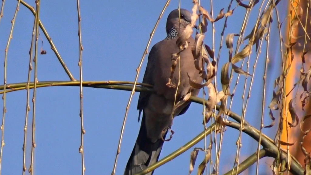 枝头大咕咕和河堤大咕咕