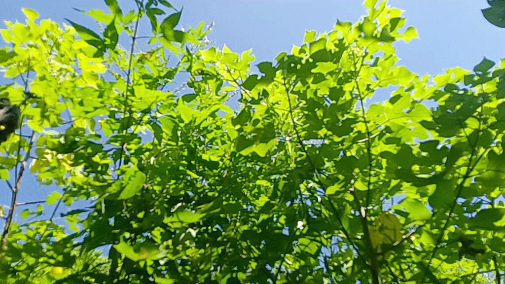 夏天的风吹摆在树上!