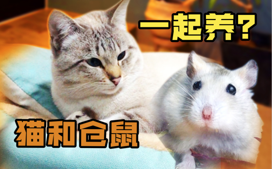 如何养更安全?猫和仓鼠也可以同时拥有!养猫养鼠经验分享!