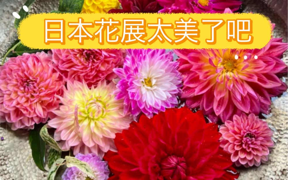 [图]日本大丽花展，绝美。给花花打小伞！