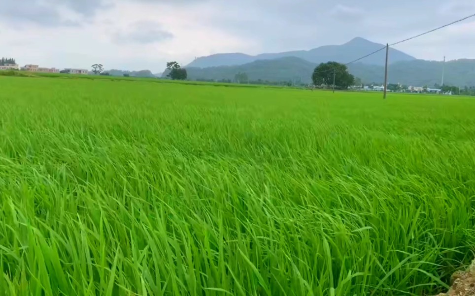 夏天稻田里的景色图片