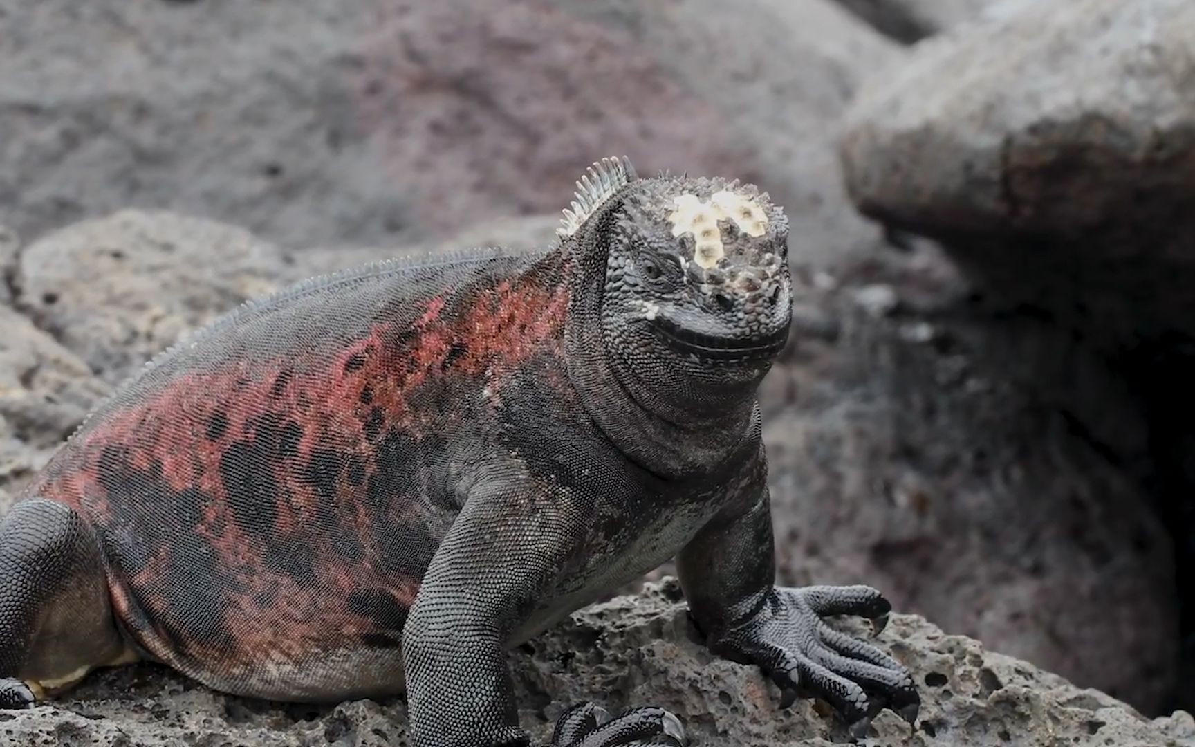 网友在沙滩发现一只死蜥蜴,走进认真一看,才发现这蜥蜴太诡异了!