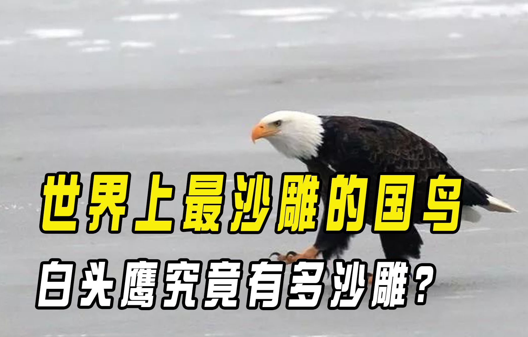世界上最沙雕的国鸟,连叫声都是配音,白头鹰究竟有多沙雕?