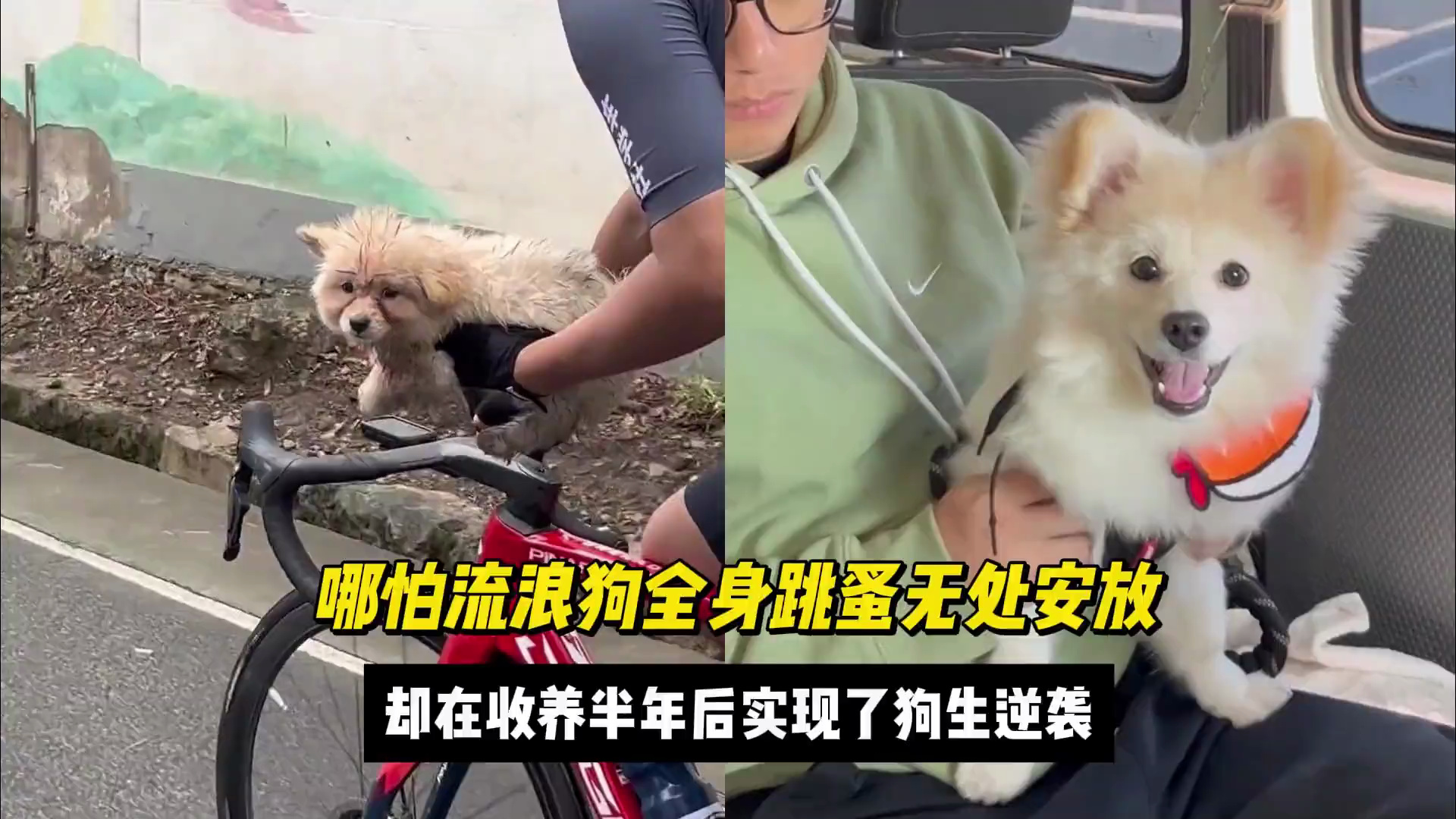 哪怕流浪小狗全身跳蚤无处安放,却在收养半年后实现了狗生逆袭!